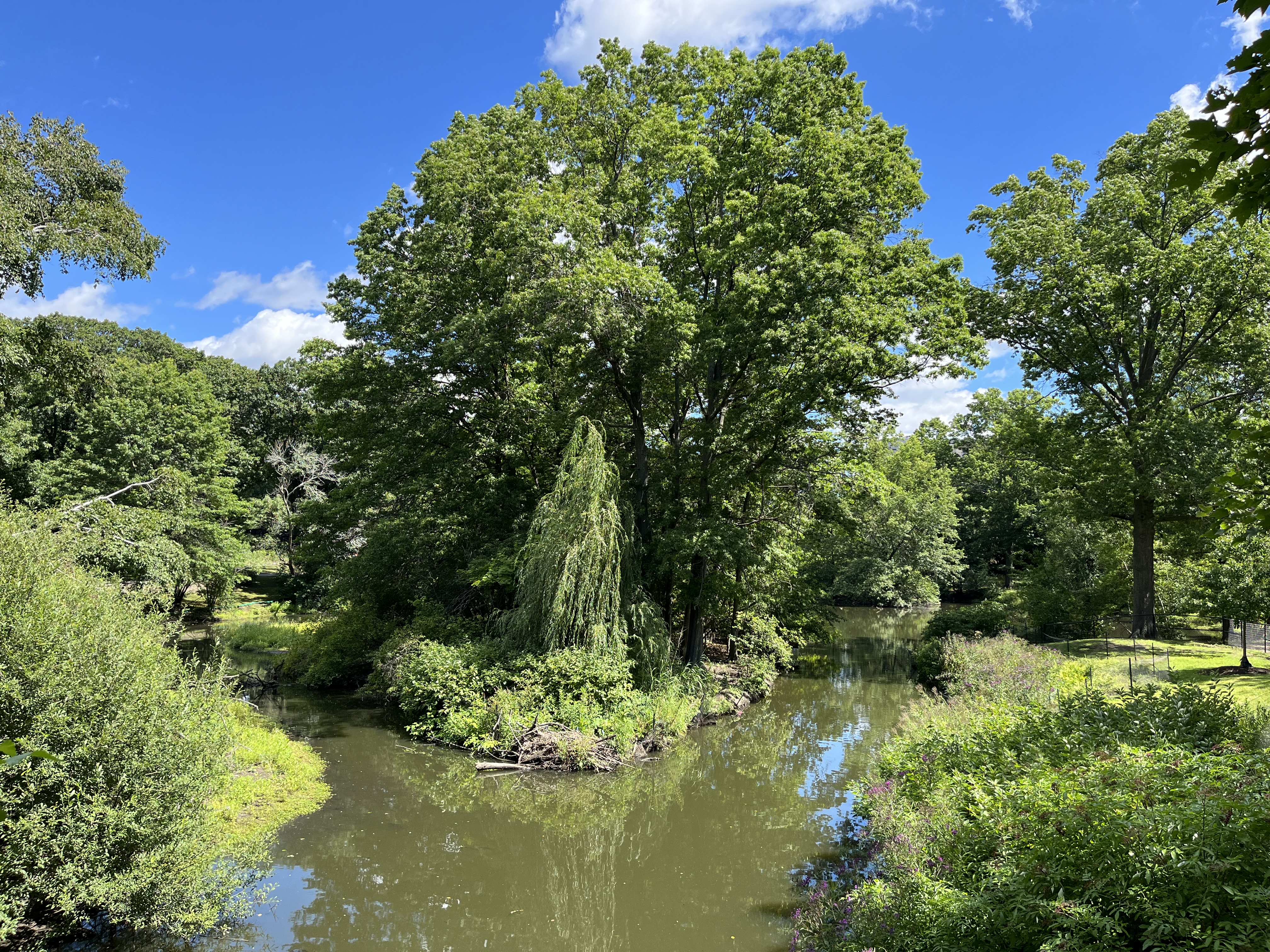 Riverway parkland along the Muddy River beside Precinct 1.